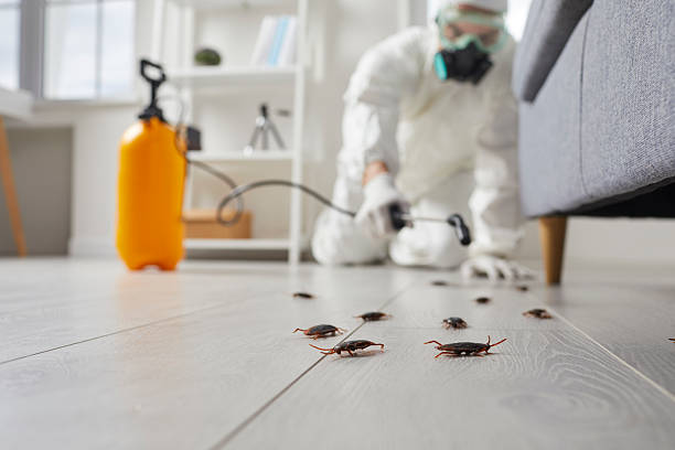 Commercial Kitchen Cockroach Control in Muse